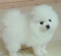 ��θ�����ιҩ����ͼ��