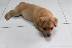 ���Ӧ�Թ���Ż�£���ͼ��