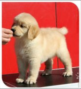 ��ë���Ƴ�ʲô�ã�ͼ��