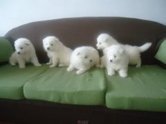 ���ι����Ȯ����ͼ��