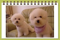 ̩��Ȯ��ë����ô�죿��Щ��������𣿣�ͼ