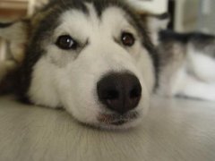 ����˹�ӱ�ͷ������ô�죿��ͼ��