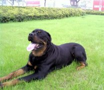 �����������β������������ô�죿��ͼ��