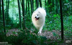 ����µ���Ħ��β��ƣ�