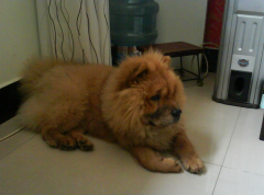 ������к��ô��