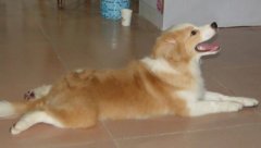 ����û��ʳ������Է�