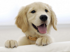 С��ëȱ�Ƶ�Σ�������ƣ�ͼ��