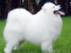 ��ĦҮƤ������ô�죿��ͼ��