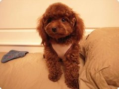 �ն��̵Ĺ�����ʲô��