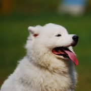 ����ȱ�Ƶ�֢״��ͼ��