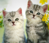 è��ؽ�ʹ��ô��