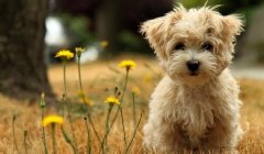 ����������ƣ�ͼ��