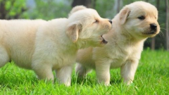 ������ʲô��