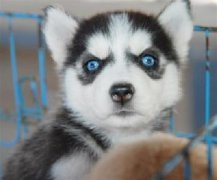 ��ʿ���ð������ô�죿��ͼ��