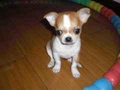 �����������ӳ�ʲô��ͼ��