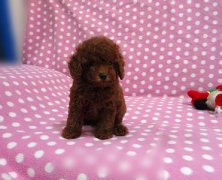 С����ʳ��ôι����ͼ��