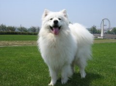 ��ĦҮ�ȶ���ô�죨ͼ��