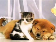 ����ĥ����ô�죨ͼ��