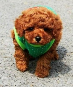 ̩����Ȯ��ʲô�ã�