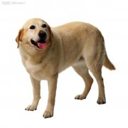 ����������β��ƣ�