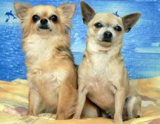 ���Ԥ�����칷�ò���ͼ��