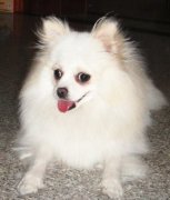 ����Ȯƫʳ��ʳ��ʲô