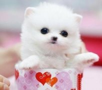 �豭Ȯ������ô�죨ͼ��