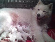 ���������ʲô���ƺã�ͼ��