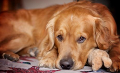 ��ë�����ڼ��ʲô��