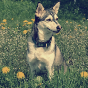 ������Ҫ������