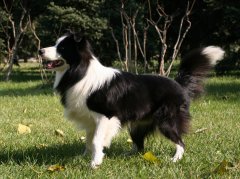 ������Ȯ��ʲô���ƣ�