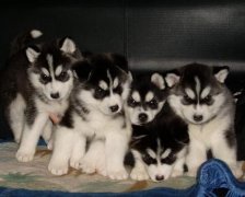 ����Ƥ��������ô�죿��ͼ��