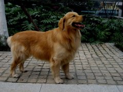 Ӫ��������ʹ������Ƥ������ͼ��