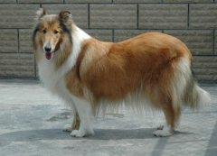 ��ë�ڣ�����Ȯë���⣨ͼ��