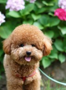 ̩�ϳ�ʲô�ã����Գ�����