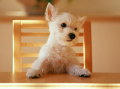 ���ﹷ��ʲô���ú�