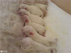 ��ĦС����ʲô�̷ۺã�