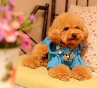 2���µ�̩��С����ʲô���̷ۺã�