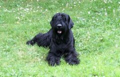 ����ѩ����Ż����ô�죿��ͼ��