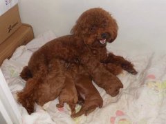 ���й�����ô����Ӫ������ͼ��