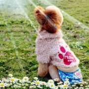 �ճ���ʳ�Թ�������Ҫ�ԣ�ͼ��