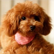 ̩��Ӫ�����ĸ��ã�ͼ��