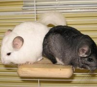 ��è��ô����ͼ��