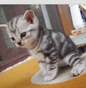 ������ëè��ʲô�̷ۣ�ͼ��