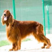 ������ѩ��ȮΪʲôŻ�£�ͼ��