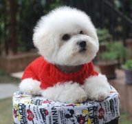 ����С����ʲô�̷ۺã�