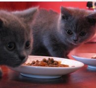 ������ëè��ʲô�̷ۺã�ͼ��