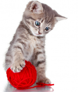 ��è��ô��������è��ʲôӪ����ã�