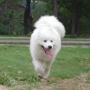 ��ĦҮ��ʲô�̷ۺã�