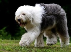 ����ι�����ɣ�ͼ��